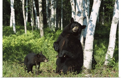 Black Bear (Ursus americanus) sow scratching on Birch (Betula sp) tree, North America