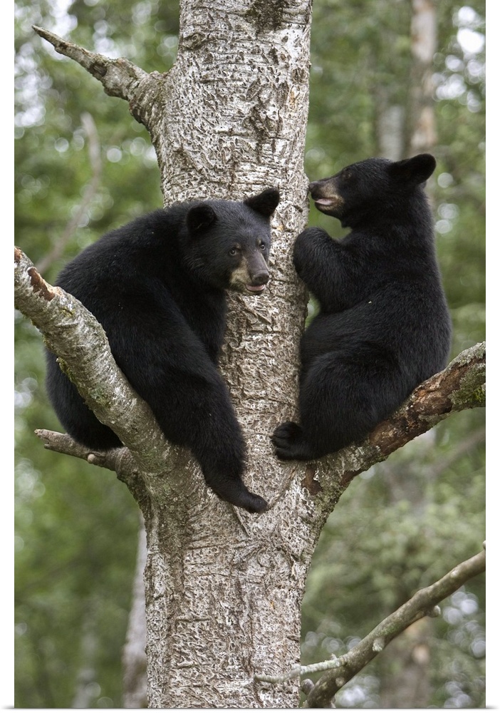 Black Bear (Ursus americanus) two cubs in tree, Orr, Minnesota
