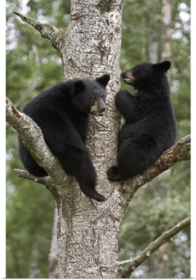 Black Bear (Ursus americanus) two cubs in tree, Orr, Minnesota