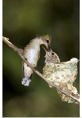 Black-chinned Hummingbird parent feeding chick in nest, North America