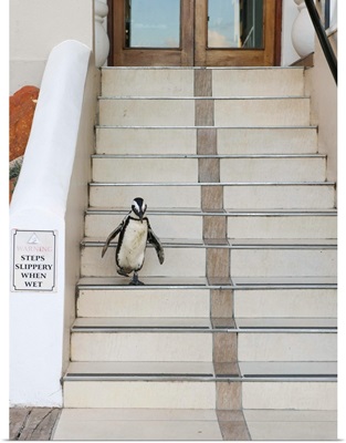 Black-footed Penguin descending stairs, Boulders Beach, South Africa