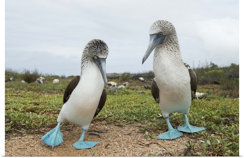 Blue-footed Booby pair in courtship dance, Santa Cruz Island, Galapagos Islands, Ecuador.