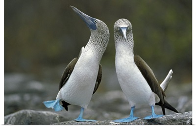 Blue-footed Booby pair performing courtship dance, Punta Cevallos, Ecuador