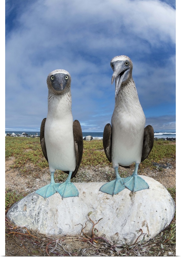 Blue-footed Booby pair, Santa Cruz Island, Galapagos Islands, Ecuador.