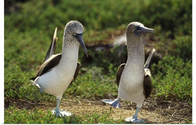 Blue-footed Booby (Sula nebouxii) pair performing courtship dance