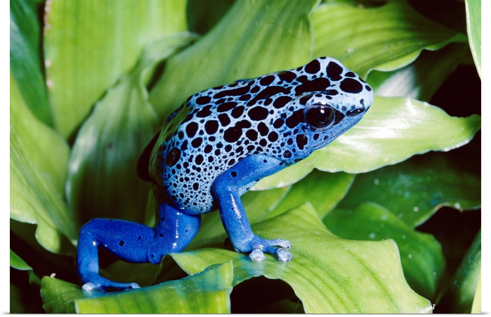Blue Poison Dart Frog (Dendrobates azureus) very tiny frog used by Indian tribes to poison tips of arrows, native to South...