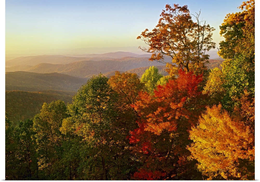 Nature photo looking out over the rolling hills of the Blue Ridge Mountain with all the leaves turns in to fall colors of ...
