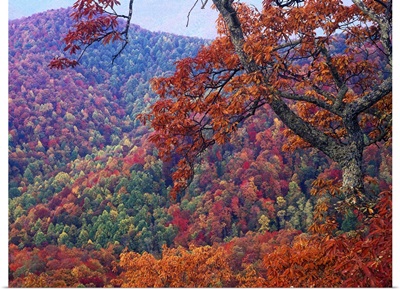 Blue Ridge Range with autumn deciduous forest, near Buck Creek Gap, North Carolina