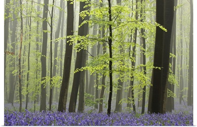 Bluebell (Hyacinthoides non-scripta) carpet in the forest