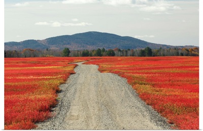 Blueberry field and road in autumn, Deblois, Maine