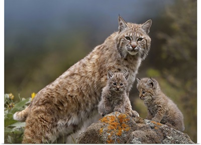 Bobcat (Lynx rufus) mother and kittens, North America