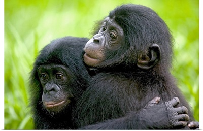 Bonobo pair of orphans hugging,  Democratic Republic of the Congo