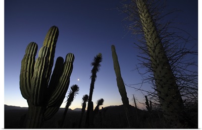 Boojum Tree and Cardon cacti at dusk, El Vizcaino Biosphere Reserve, Mexico