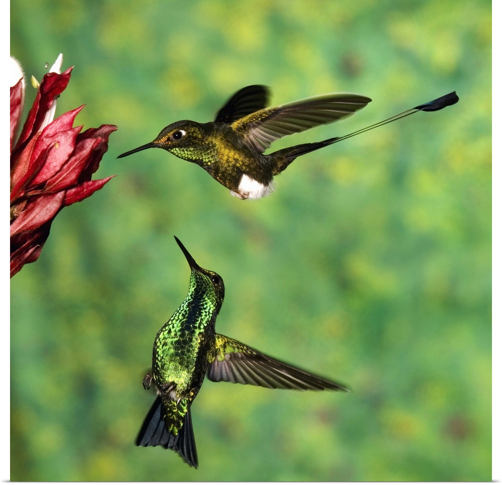 Booted Racket-tail (Ocreatus underwoodii) hummingbird male, and Western Emerald (Chlorostilbon melanorhynchus) hummingbird...