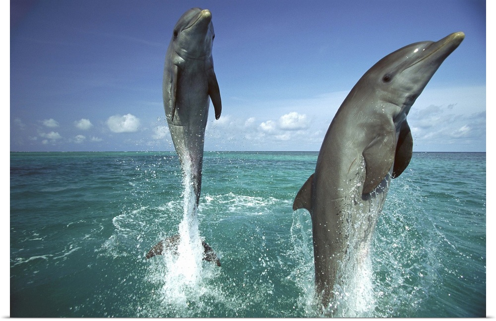 Bottlenose Dolphin (Tursiops truncatus) pair leaping from water, Caribbean