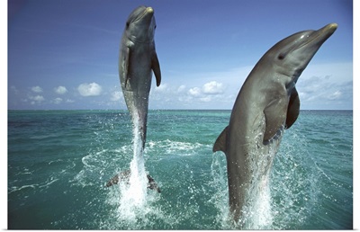 Bottlenose Dolphin pair leaping from water, Caribbean