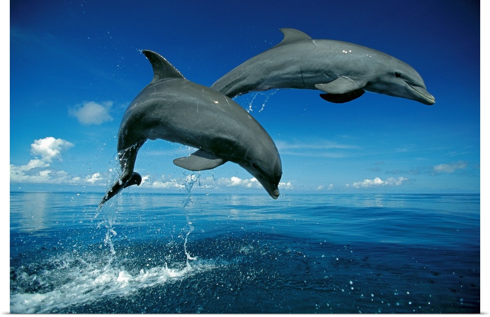 Big photograph shows a couple dolphins in midair as they were jumping out of the Atlantic Ocean.