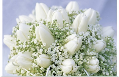 Bouquet of white Tulip (Tulipa sp) flowers and Baby's Breath (Gypsophila sp)