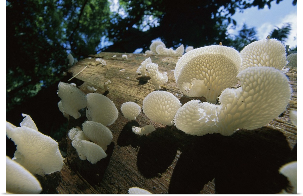 Bracket Fungus (Favolus brasiliensis) mushrooms, Barro Colorado Island, Panama