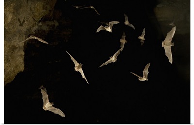 Brazilian Free-tailed Bats (Tadarida brasiliensis) in James Eckert River Bat Cave, Texas