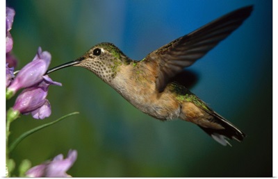 Broad-tailed Hummingbird feeding on the nectar of a Desert Penstemon flower
