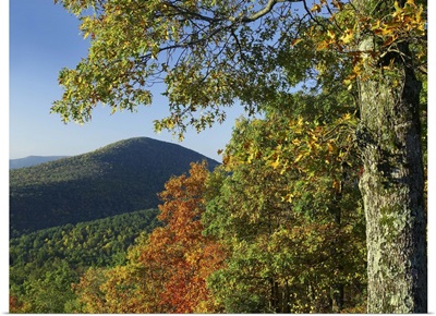 Broadleaf forest in fall colors Shenandoah National Park, Virginia