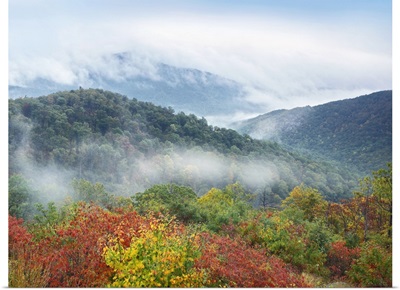 Broadleaf forest in fall colors, Shenandoah National Park, Virginia