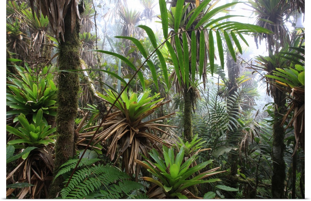 Mountain tropical forest above 1600m bromeliacea and fern tree GuajiraSierra Santa Marta NPCOLOMBIA