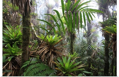 Bromeliad and tree fern at 1600 meters altitude in tropical rainforest, Colombia