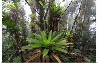 Bromeliad and tree fern in tropical rainforest