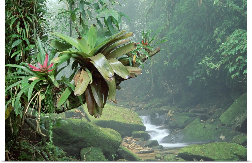 Big, landscape photograph of bromeliads growing along a large branch, surrounded by various foliage and moss covered rocks...