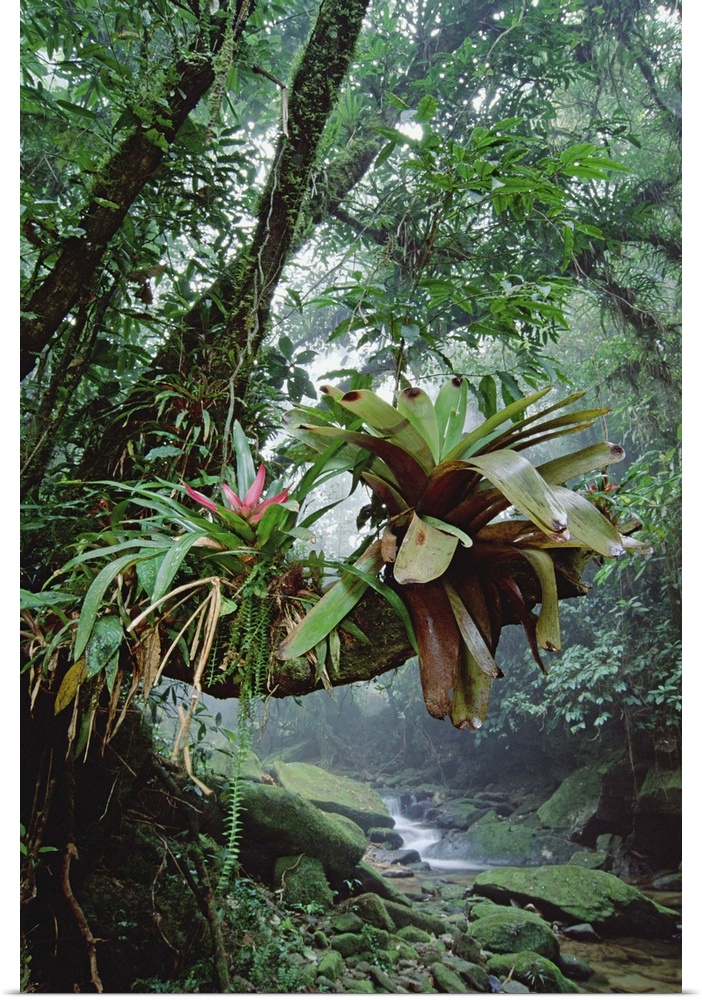Bromeliads growing in trees along stream in Bocaina National Park, Atlantic Forest, Brazil