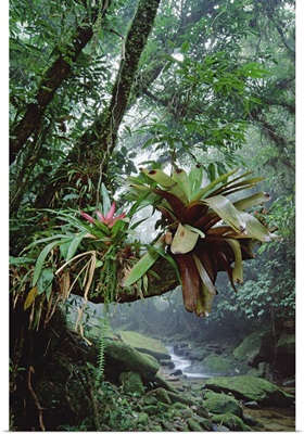 Bromeliads growing in trees along stream in Brazil