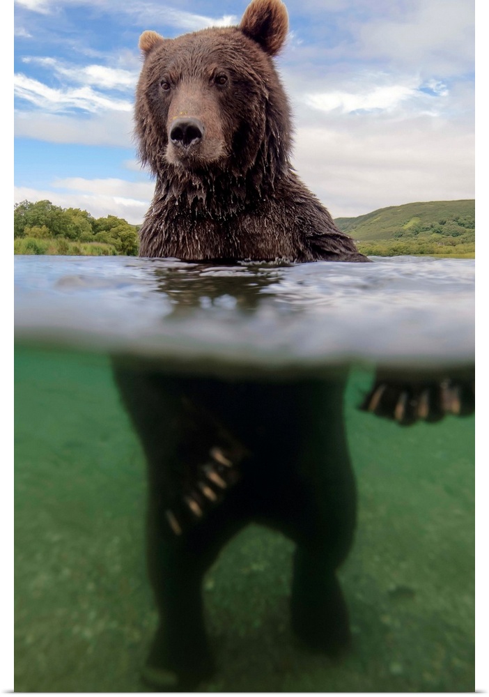 Brown Bear in river, Kamchatka, Russia