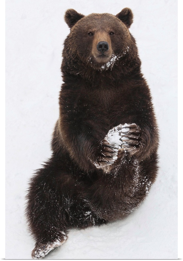 Brown Bear (Ursus arctos) sitting in snow upright and holding its paw, Germany