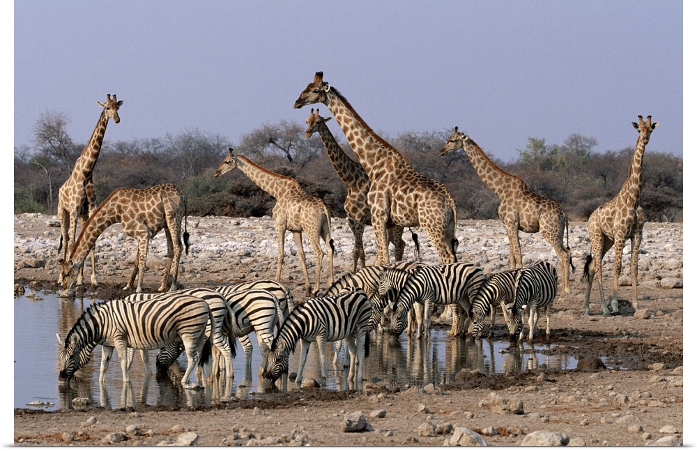 A grouping of giraffes and zebras gather around and drink from a waterhole.