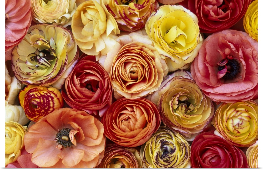 RANUNCULUS (Ranunculus sp.), FLOWERS, CLOSE-UP OF A GROUP OF ORANGE, PINK, YELLOW AND RED FLOWERS