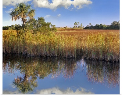 Cabbage Palm (Sabal sp) in wetland, Fakahatchee State Preserve, Florida
