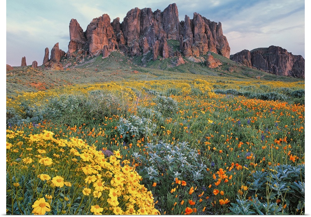 Large horizontal photograph of a vast field of California Brittlebush and other wildflowers, surrounding the Superstition ...