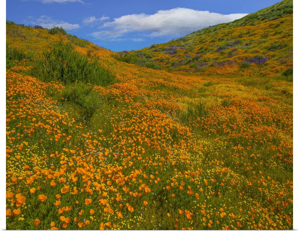 California Poppies in spring, Diamond Valley Lake, California