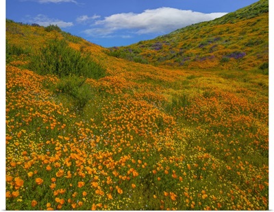 California Poppies In Spring, Diamond Valley Lake, California