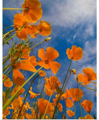 California Poppies In Spring, Lake Elsinore, California
