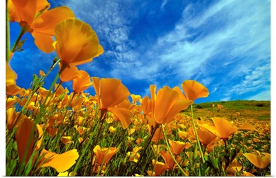 California Poppies In Spring, Lake Elsinore, California