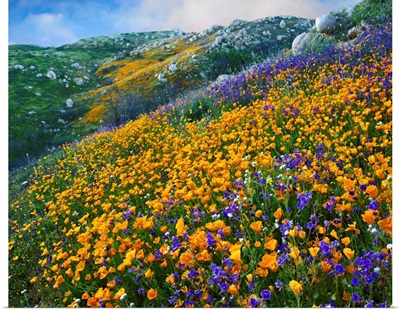 California Poppy and Desert Bluebell flowers, Canyon Hills, California