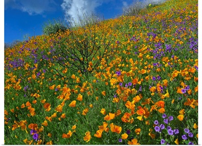 California Poppy and Desert Bluebells carpeting a spring hillside, California
