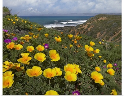 California Poppy (Eschscholzia californica) field, Montano de Oro State Park, California
