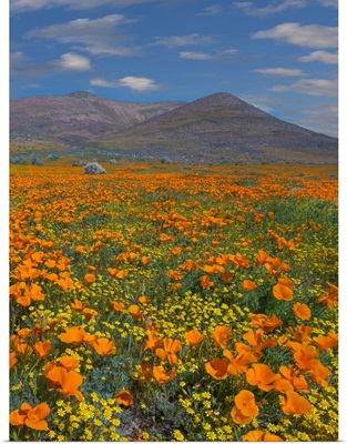 California Poppy Superbloom, Antelope Valley, California