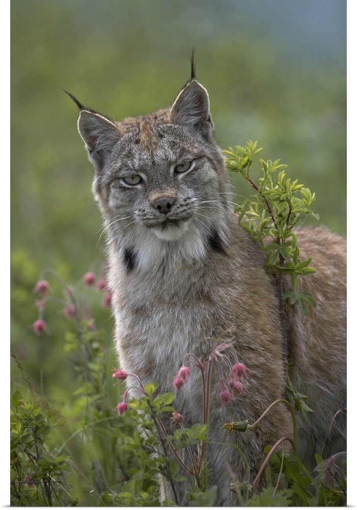 Canada Lynx (Lynx canadensis) portrait, North America