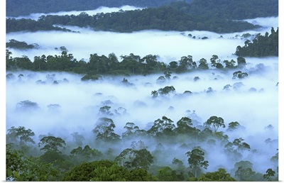 Canopy of lowland rainforest, Danum Valley Conservation Area, Borneo, Malaysia