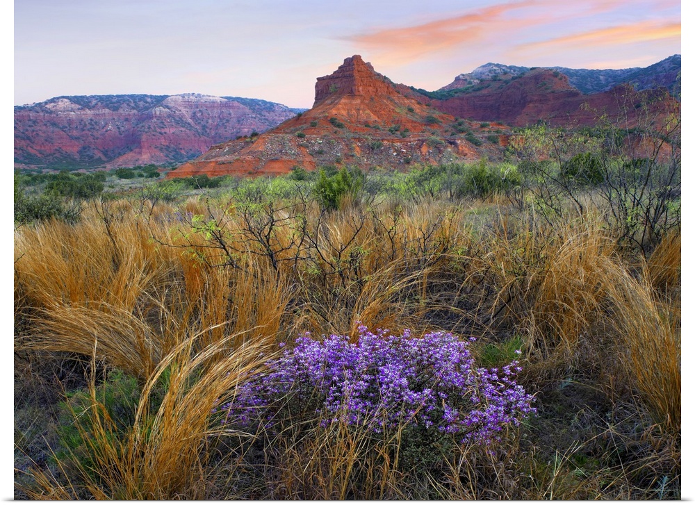 Horizontal photograph on a big canvas of wildflowers and tall grasses in front of large rock formations at Caprock Canyons...